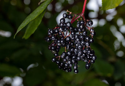 Close-up of berries growing on tree