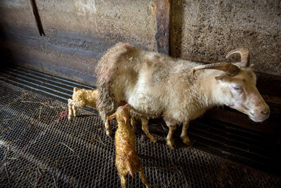 Icelandic sheep are used for meat, milk and also for wool production, in a ranch in iceland