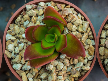 High angle view of succulent plant on table