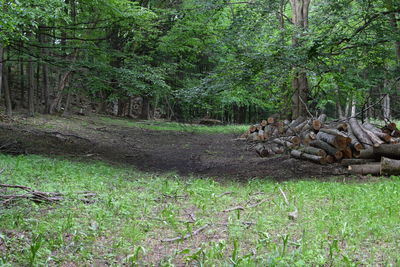 Trees in forest