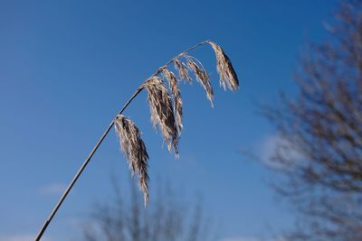 Close-up of stalks against blue sky