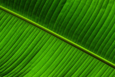 Full frame shot of palm leaves