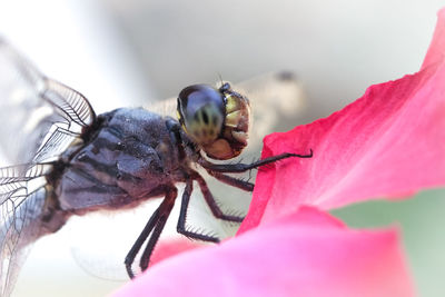 Close-up of insect on pink flower