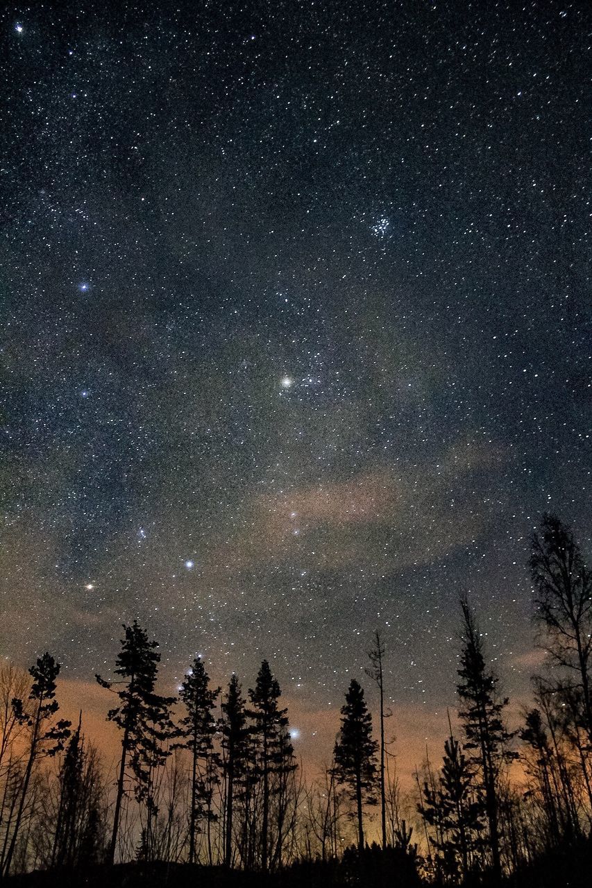 TREES AGAINST STAR FIELD AGAINST SKY