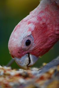 Close-up of a bird