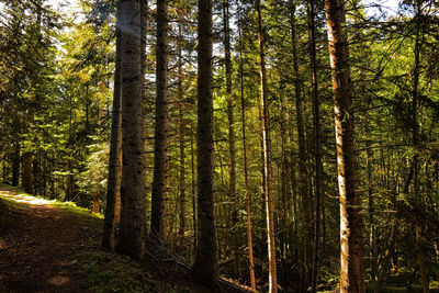 Pine trees in forest