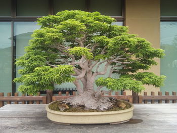 Close-up of potted plant on table
