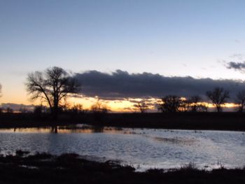 Bare trees by lake at sunset