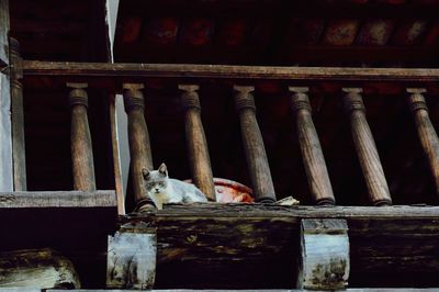 Cat sitting on wood