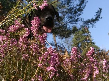 Purple flowers blooming on tree