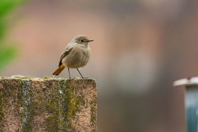 Close-up of bird perching on wall