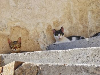 Portrait of stray cats on steps against wall