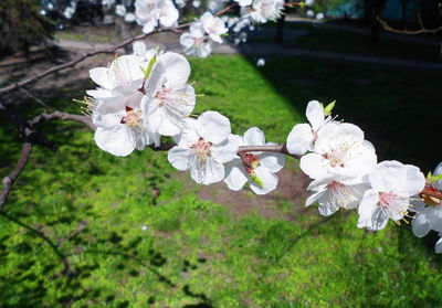Close-up of white cherry blossom tree