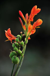 Close-up of red flowering plant