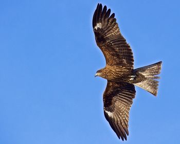 Low angle view of clear blue sky