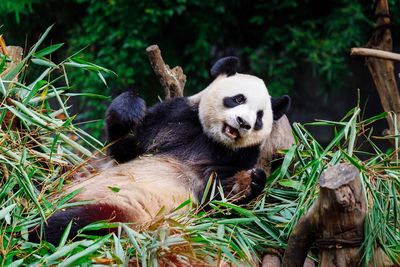 View of a panda in the forest