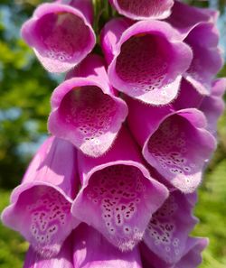 Close-up of pink flowers