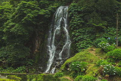 Scenic view of waterfall in forest