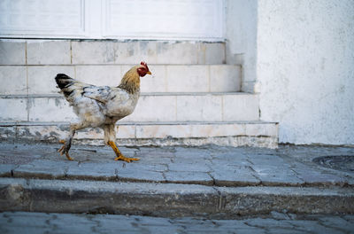 Rooster on wall