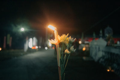 Close-up of illuminated flowering plants at night