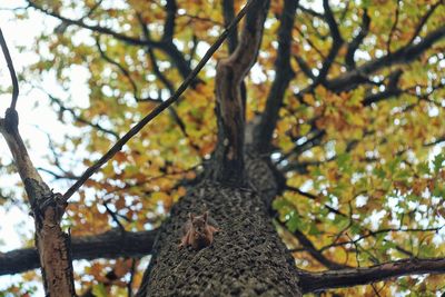 Low angle view of tree