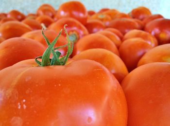 Close-up of red tomatoes
