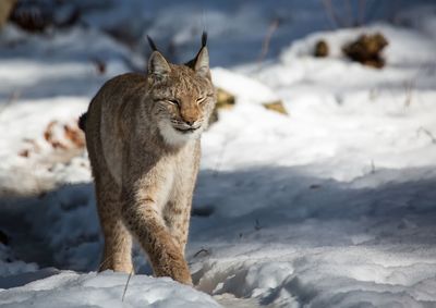 Cat on snow covered land