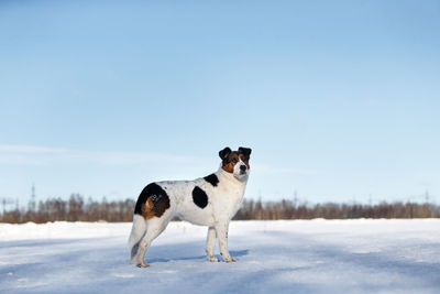 Full length of a dog on snow covered land