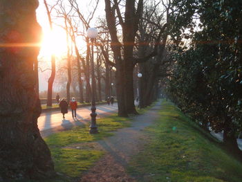 Trees in park
