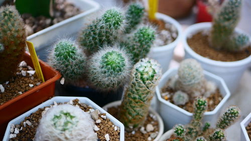 Close-up of potted plant