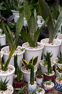 Close-up of potted plants on table