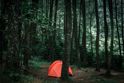 Tent by amidst trees in forest