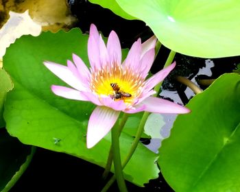 Close-up of lotus water lily in pond