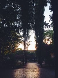 Trees at sunset