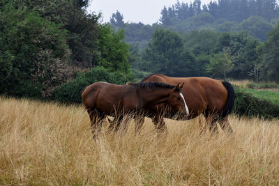 View of horse on grassy field