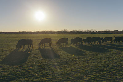 Cattle grazing on field against sky during sunset