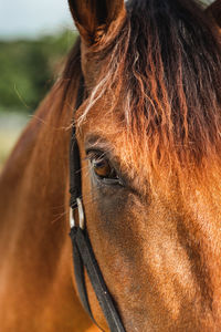 Brown horse close up eye portrait from puerto rico country side