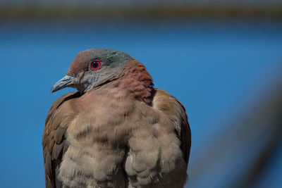 Close-up of a bird pigeon