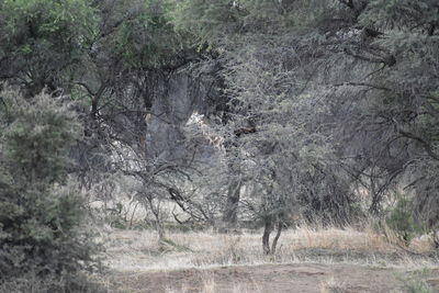 View of a forest