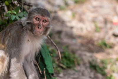 Close-up portrait of monkey sitting on plant