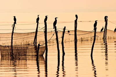 Great cormorant sitting on a fishnet in sunset at the sea