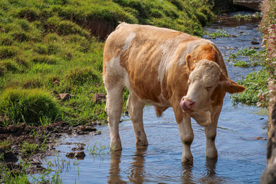 Cow standing in a lake