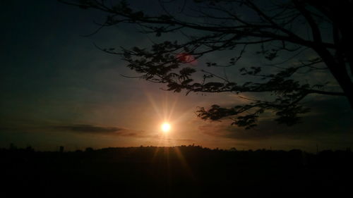 Silhouette of trees at sunset