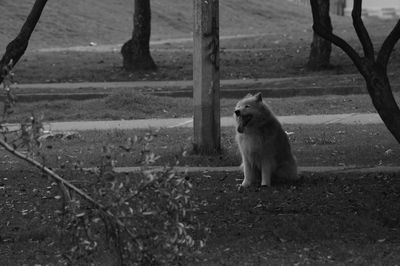 Dog on landscape