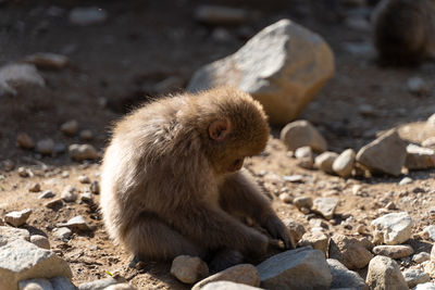 Monkey sitting on rock