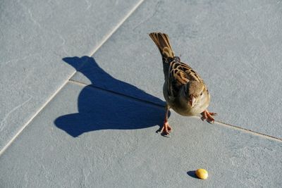 High angle view of bird eating on footpath