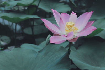 Close-up of lotus water lily in pond