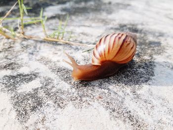 Close-up of snail