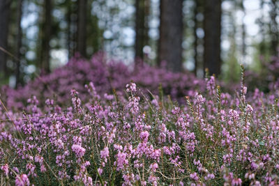 Close-up of purple flowering plants on field