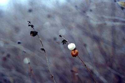 Close-up of insect on plant